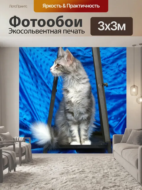 Фотообои Кошка мейн-кун