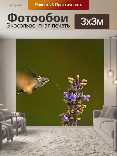 Фотообои Колибри сфинкс