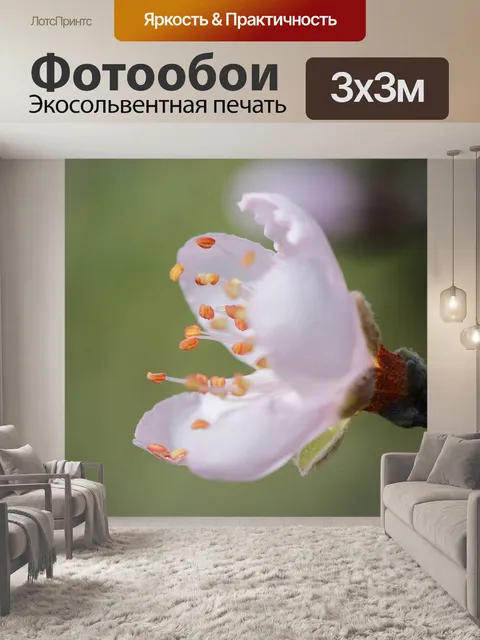 Фотообои Цветок