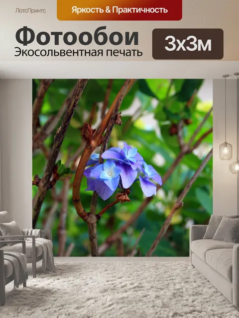 Фотообои пятнышко голубого гортензии