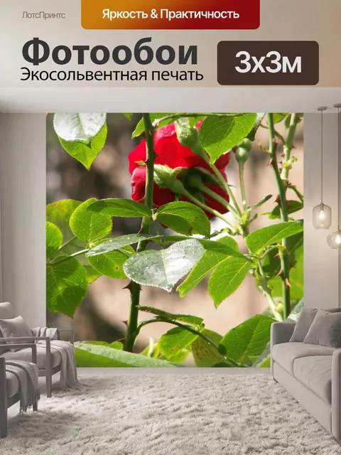 Фотообои Розы