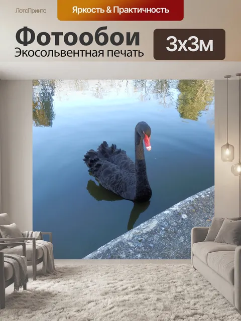 Фотообои Лебедь нуар