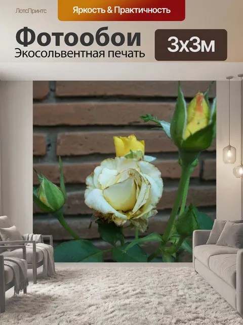 Фотообои Раск закрывается