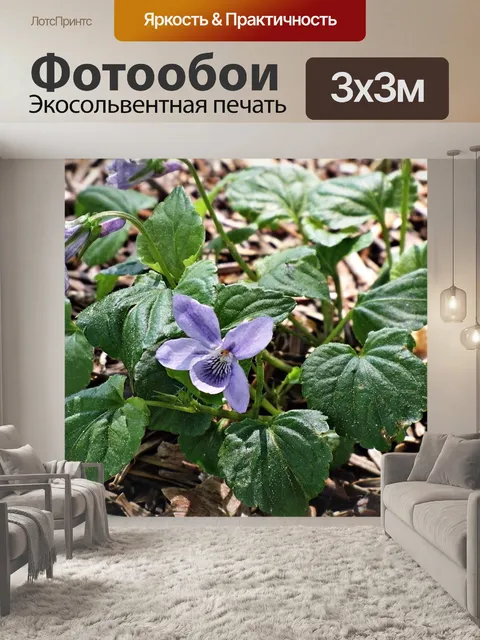 Фотообои Фиолетовый