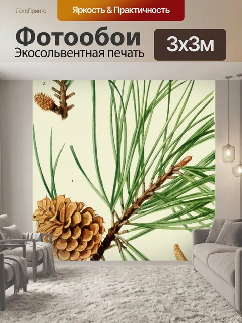 Фотообои Pinus rigida Пек сосновый