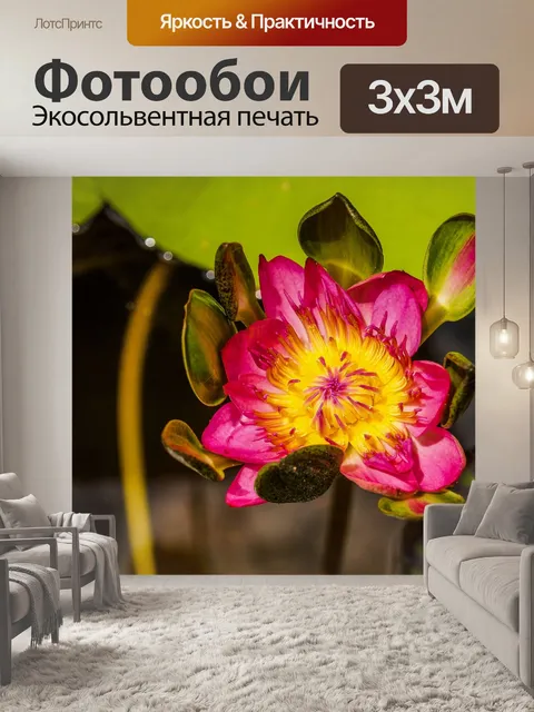Фотообои Красивый цветок лотоса кувшинки