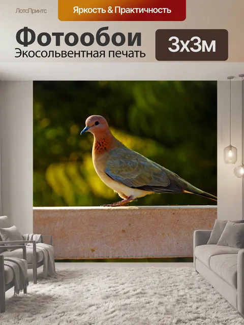 Фотообои Голубь