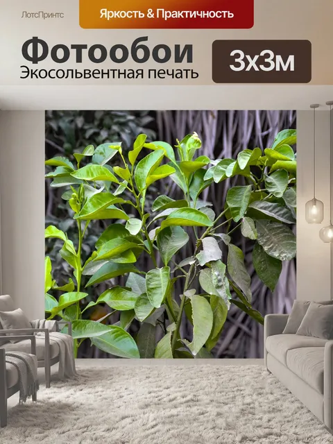 Фотообои Апельсиновое дерево