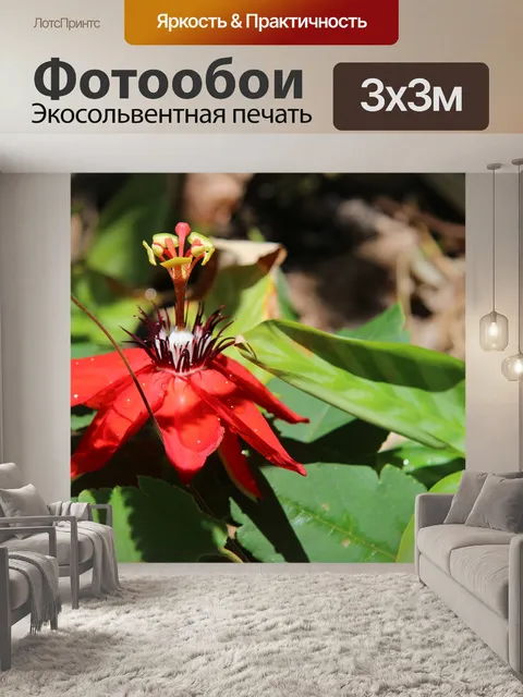 Фотообои Коста-Рика красный цветок