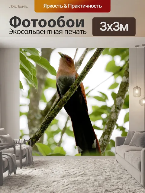 Фотообои Райская птица