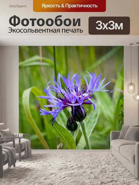 Фотообои Синий цветок, горный золототысячник