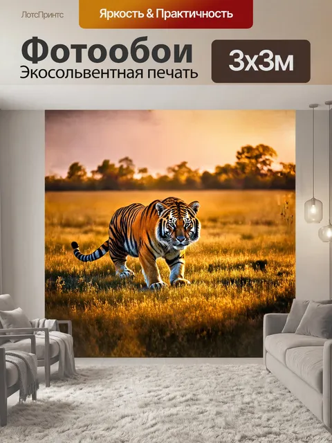 Фотообои на открытой равнине, тигр, мощный хищник, присел, внимательно наблюдая за своим окружением