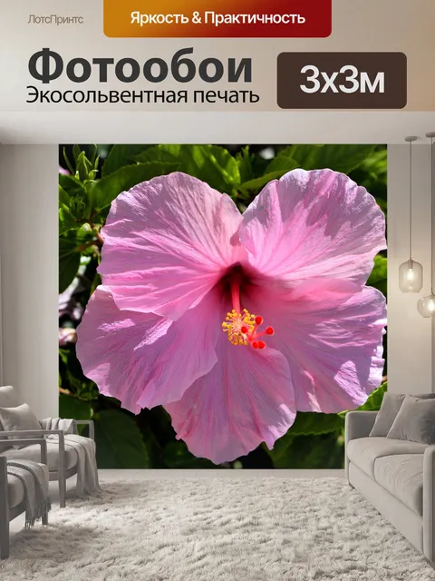 Фотообои Красивый цветок гибискуса