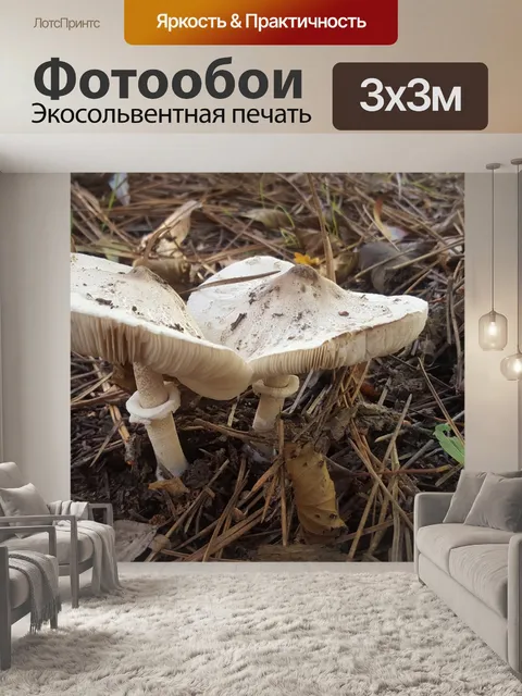 Фотообои Грибы