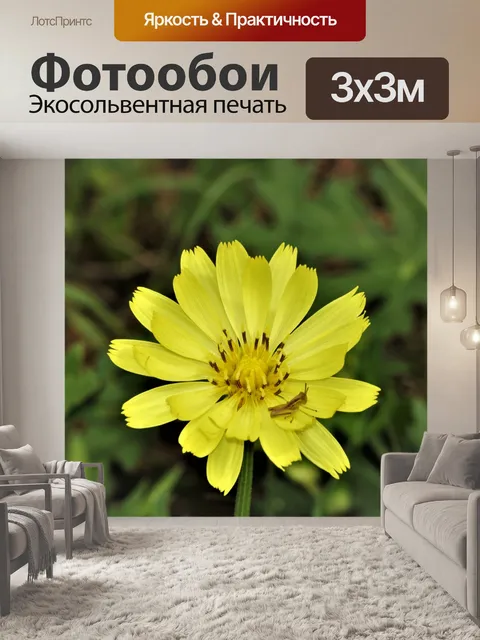 Фотообои Желтый полевой цветок и кузнечик