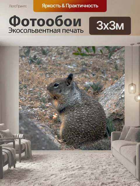 Фотообои Толстая Белка