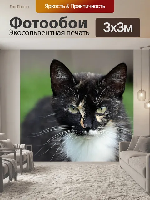Фотообои Кошка