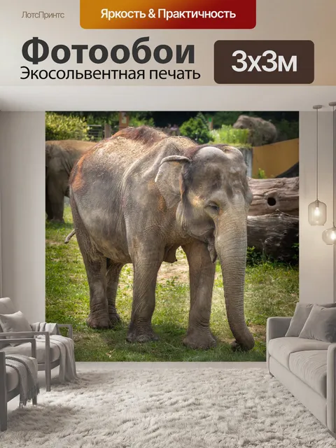 Фотообои слон