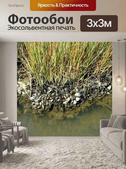 Фотообои Моллюск