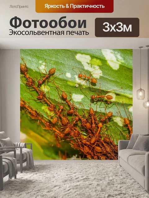 Фотообои Красные муравьи