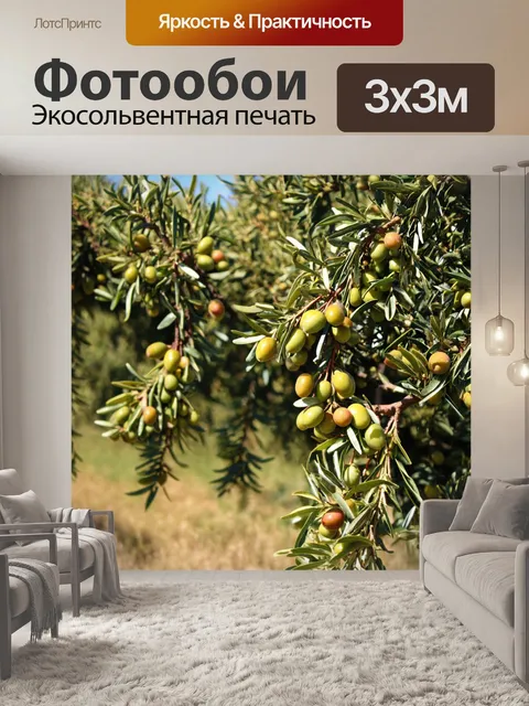 Фотообои греция, оливки на деревьях во время сбора урожая, традиционные методы, радость работников, солнечные лучи…