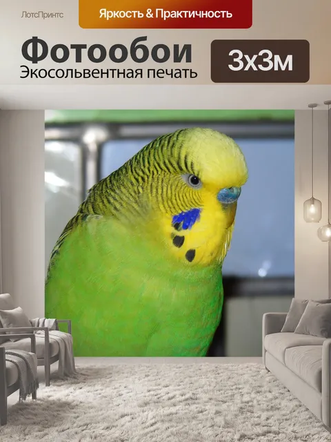 Фотообои Волнистый попугайчик