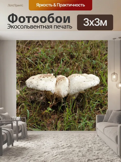 Фотообои Три - толстые белые грибы