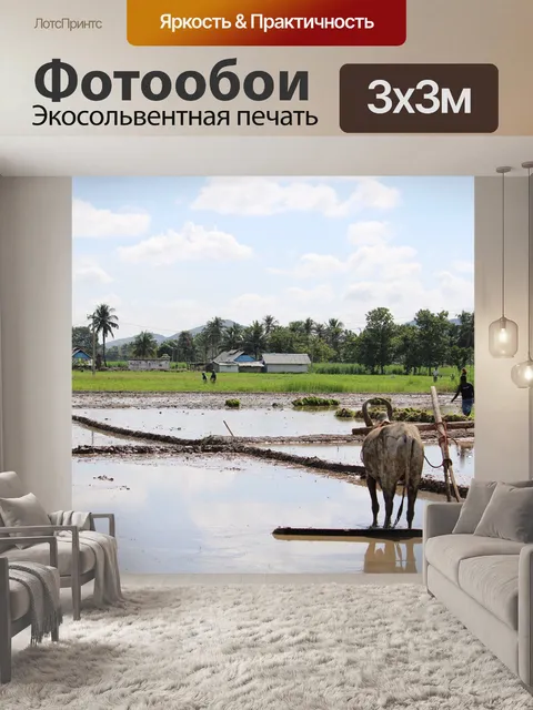Фотообои Буйволы