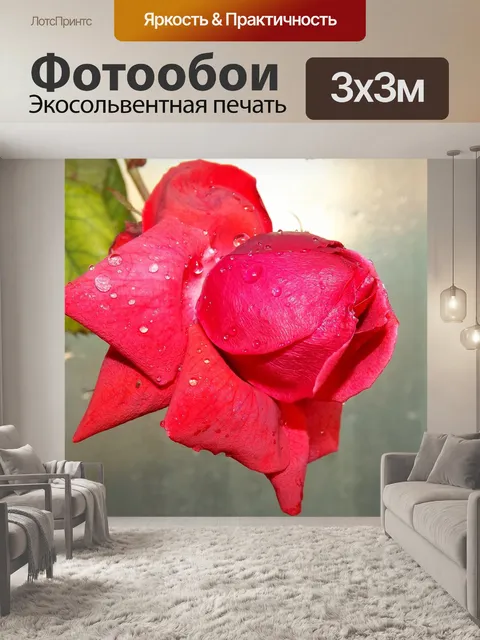 Фотообои Роза