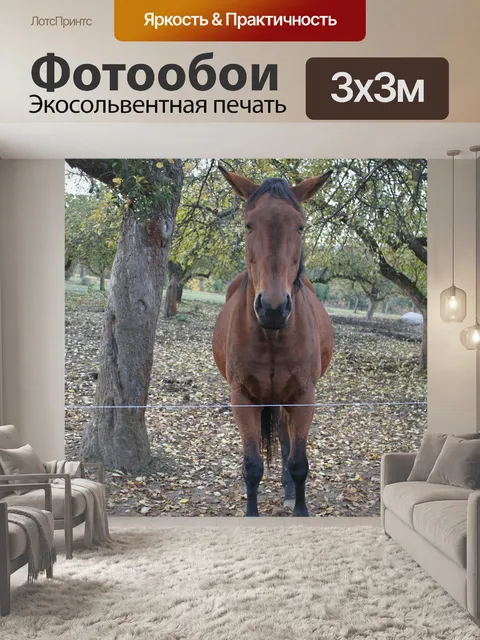 Фотообои Езда на лошади
