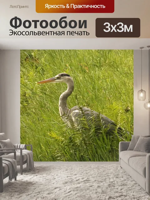 Фотообои серая цапля птица в длинной зеленой трав