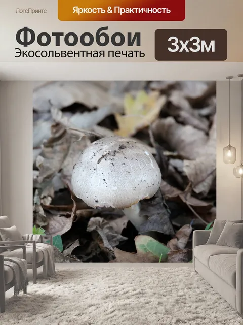 Фотообои Одиночный гриб
