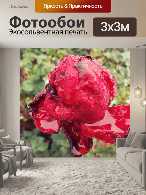 Фотообои Дождь на красной розе