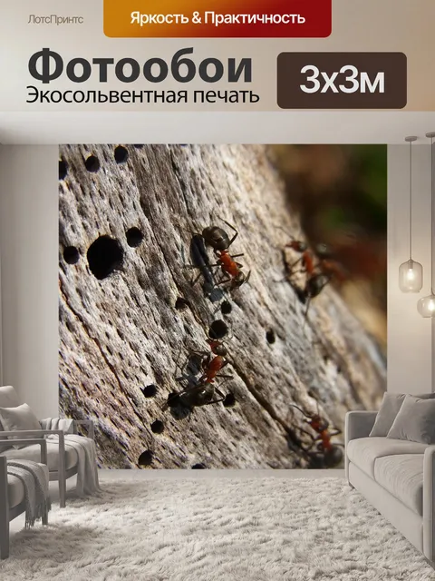 Фотообои Насекомое