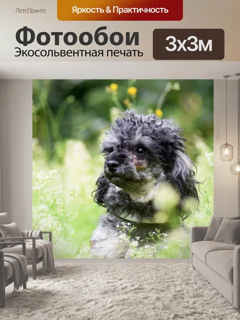 Фотообои Миниатюрный пудель