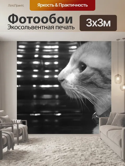 Фотообои черно-белый кот