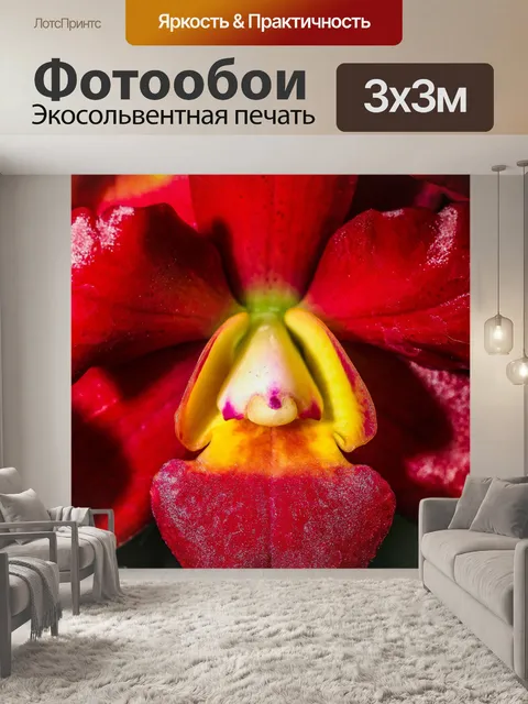 Фотообои Цветок орхидеи