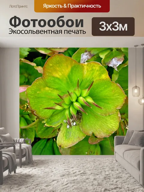 Фотообои Морозник