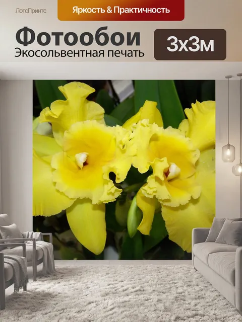 Фотообои Орхидея