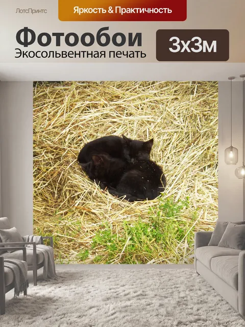 Фотообои Котенок сна