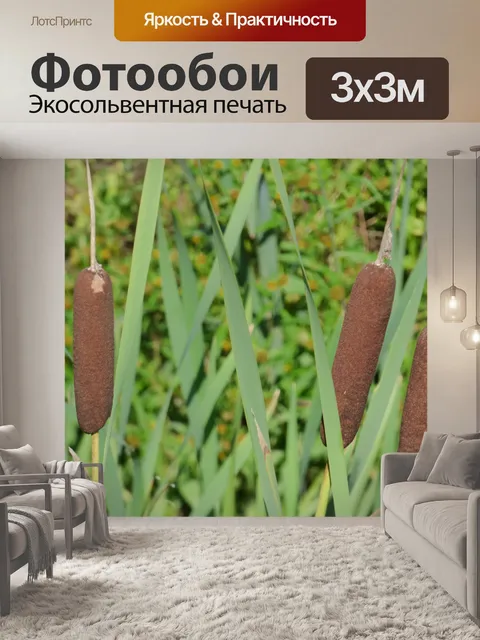 Фотообои Рид, рогоз