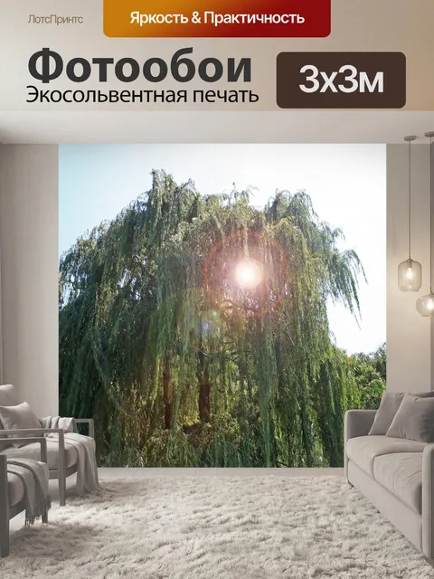 Фотообои плакучая ива с блик