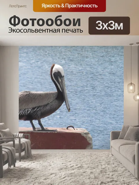Фотообои Пеликан крупным планом
