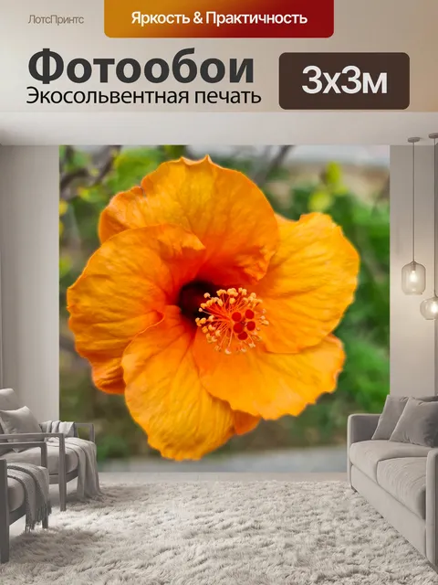 Фотообои Оранжевый цветок гибискуса