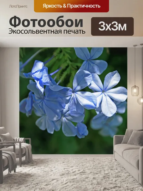 Фотообои Синие Plumbago цветы 2