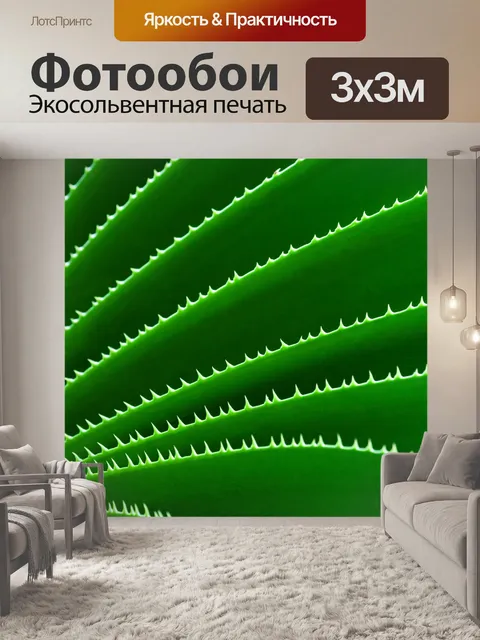 Фотообои зеленый кактус картины