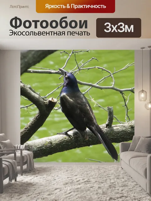 Фотообои дрозд черный
