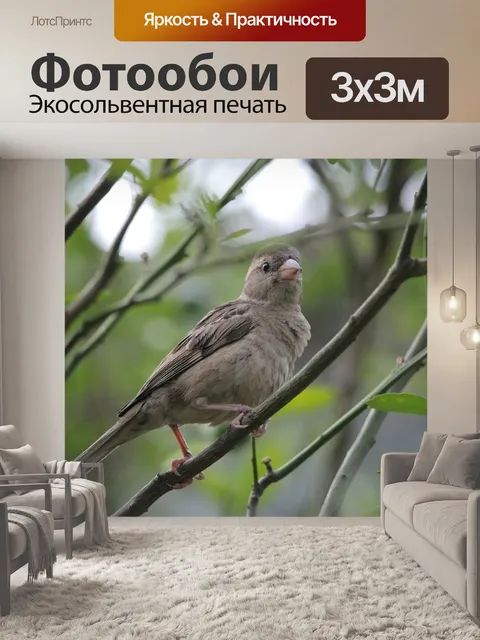 Фотообои Птицы