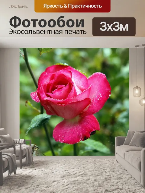 Фотообои Роза