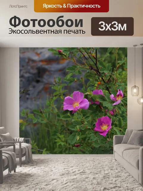 Фотообои Альберта шиповник